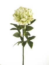 PEONY SINGLE MICRO GREEN