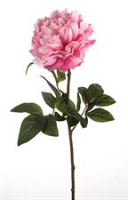 PEONY SINGLE MICRO FUXSIA