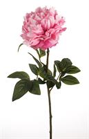PEONY SINGLE MICRO FUXSIA