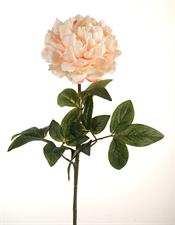 PEONY SINGLE MICRO PEACH