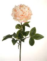 PEONY SINGLE MICRO PEACH