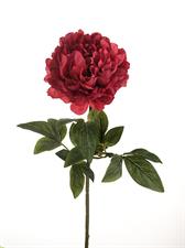 PEONY SINGLE MICRO BORDEAUX