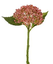 HYDRANGEA SEED SPRAY PEACH