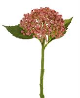 HYDRANGEA SEED SPRAY PEACH