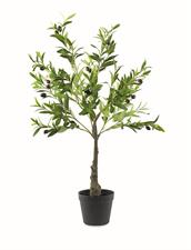 ALBERO OLIVO