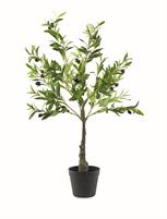 ALBERO OLIVO
