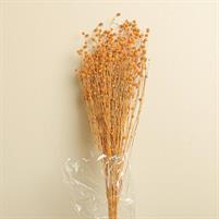 RAMO ERBE ORANGE