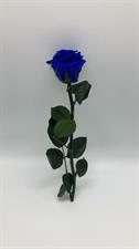 ROSA STABILIZZATA STELO