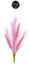 PICK SPIGHE ROSA